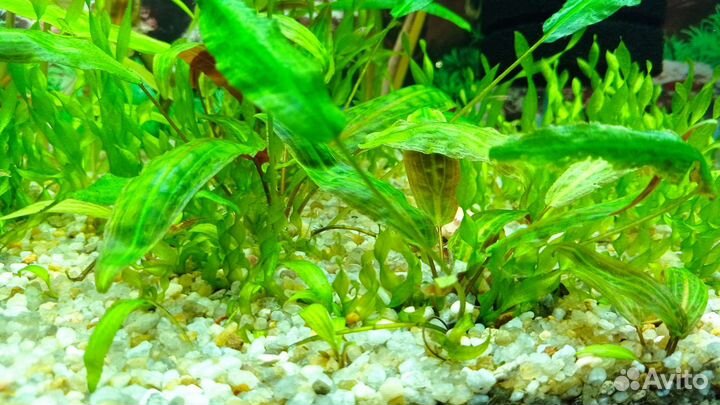 Растение, оборудование и рыбки