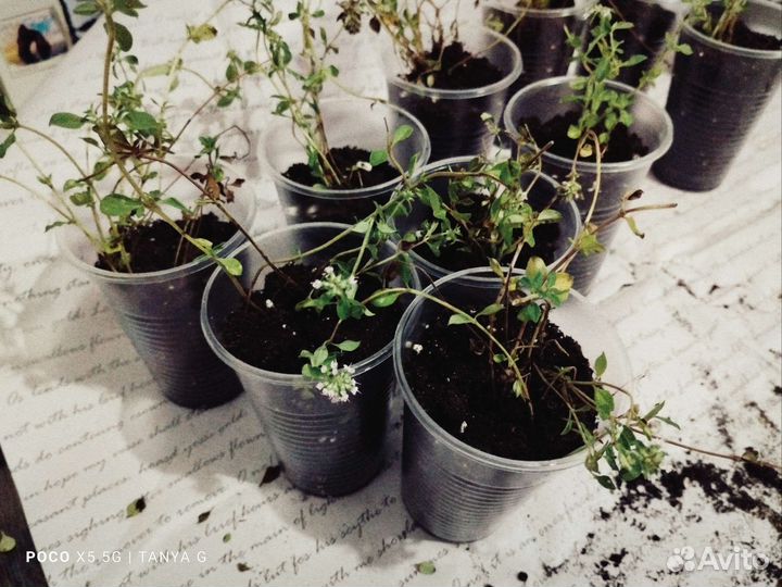 Чабрец саженцы