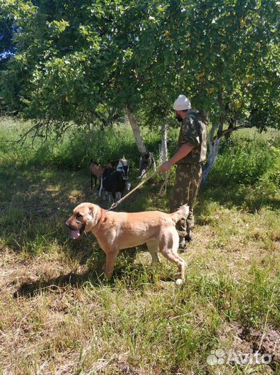 Волкодав вязка