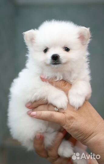 Щенки шпица