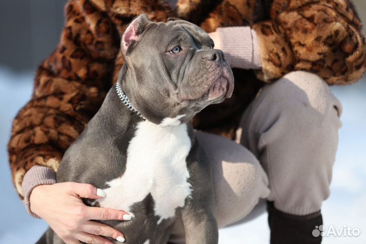 Американский булли Девочка