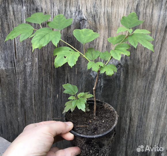 Бульдонеж(калина)