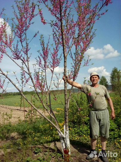 Саженцы персика