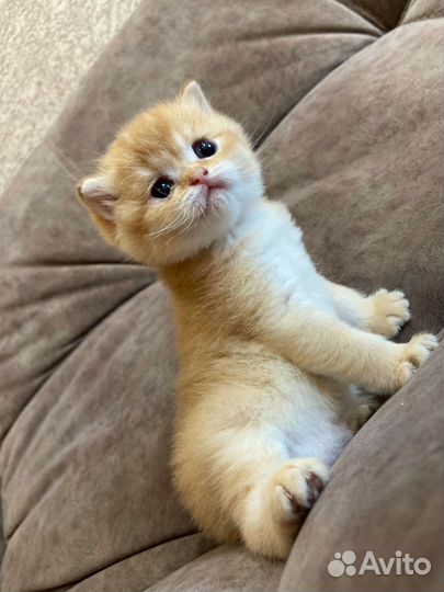 Шотландские кошки