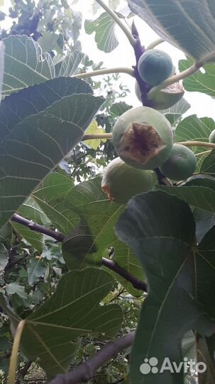 Рассада ремонтантной