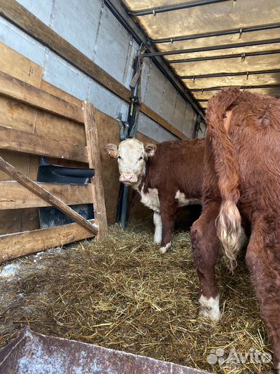 Телки и только телки