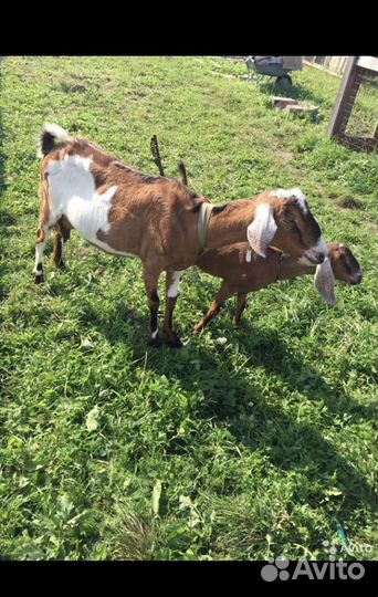 Козье молоко