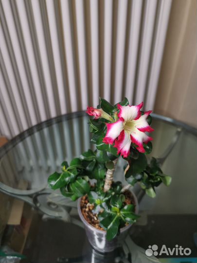 Адениум мини