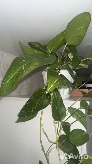 Сциндапсус