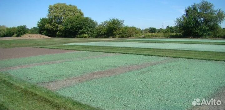 Посев газона