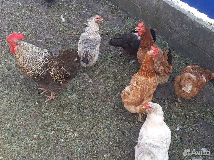 Куры несушки