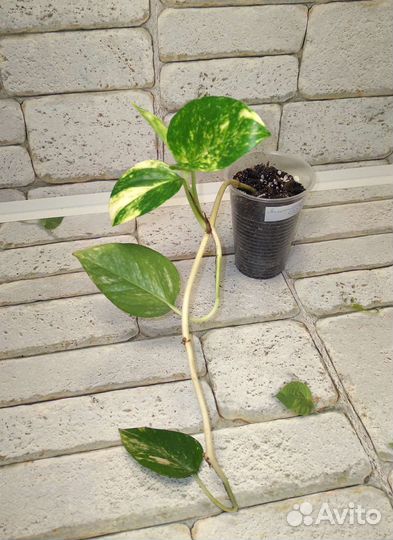 Сциндапсус Эпипремнум Аурем Золотистый