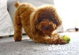 Передержка собак маленькой породы