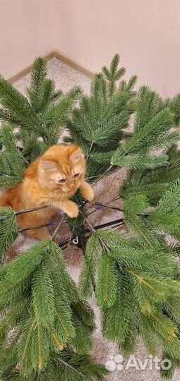 Елка Голландская 185 Царь ёлка