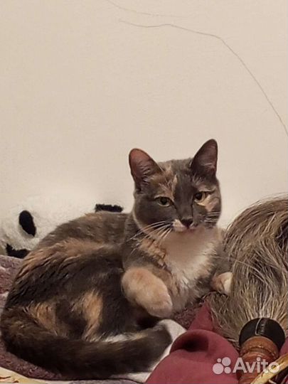 Кошка по имени Луна ищет хозяев