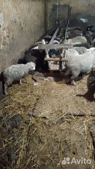 Ярки и бараны