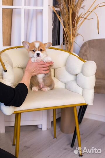 Вельш корги пемброк щенки