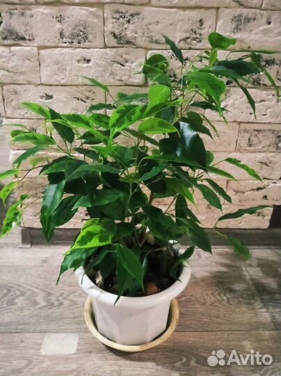 Фикус бенджамина
