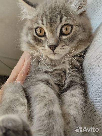 Котенок мальчик серый