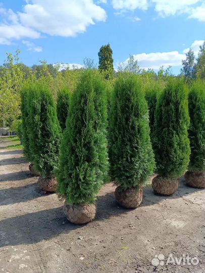 Туя Смарагд 1,4м