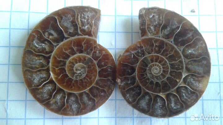 Палеонтология,окаменелости