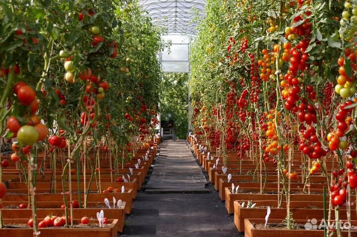 Разнорабочий Теплица Вахта с проживанием г. Тула