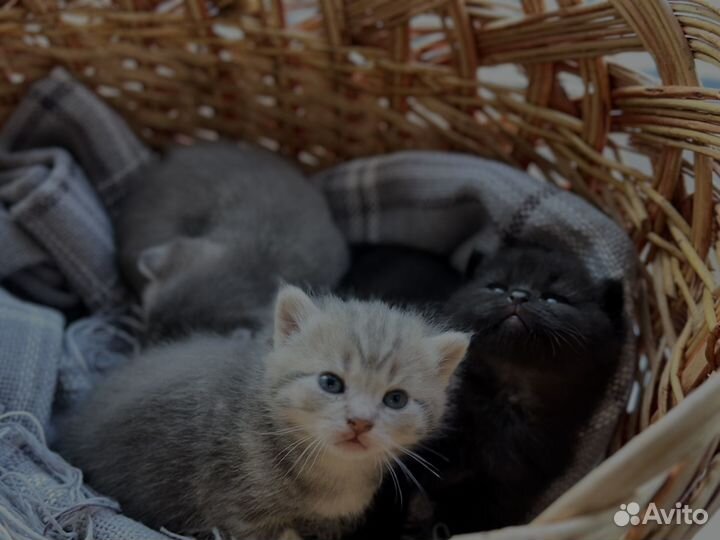 Британские котята