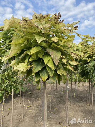 Лиственные деревья для озелениения в зкс