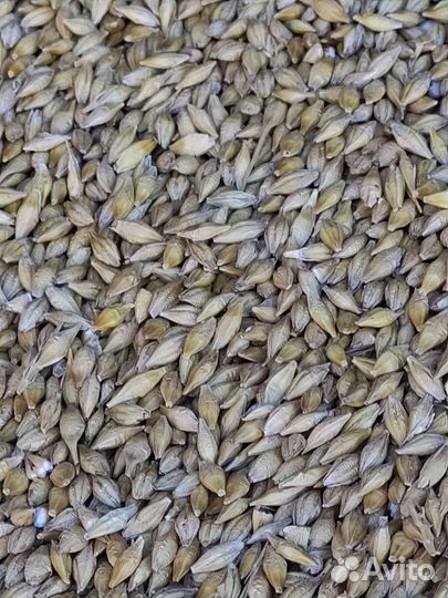 Продам ячмень