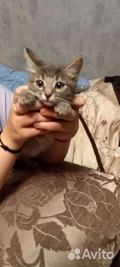 Котенок ищет дом