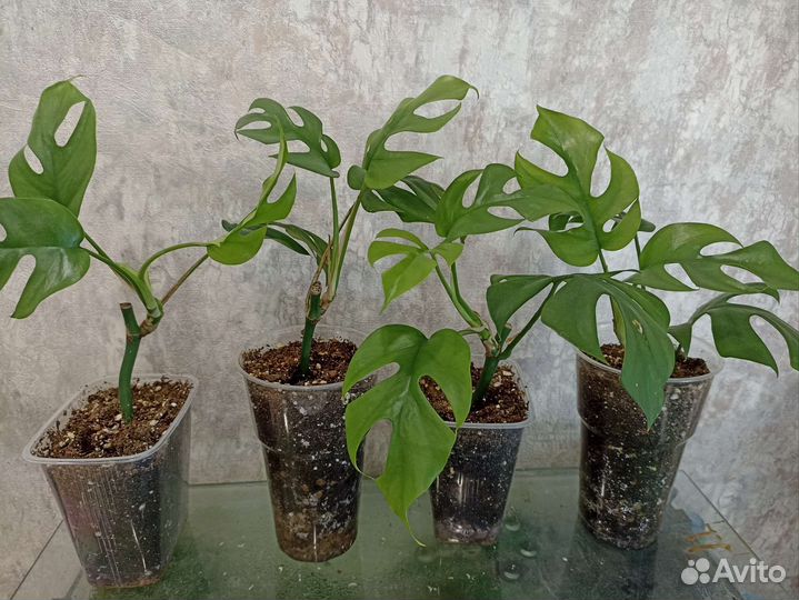 Рафидофора тетрасперма (монстера мини)