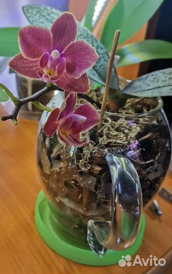 Орхидея подросток Diffuzion. Парфюмерная фабрика