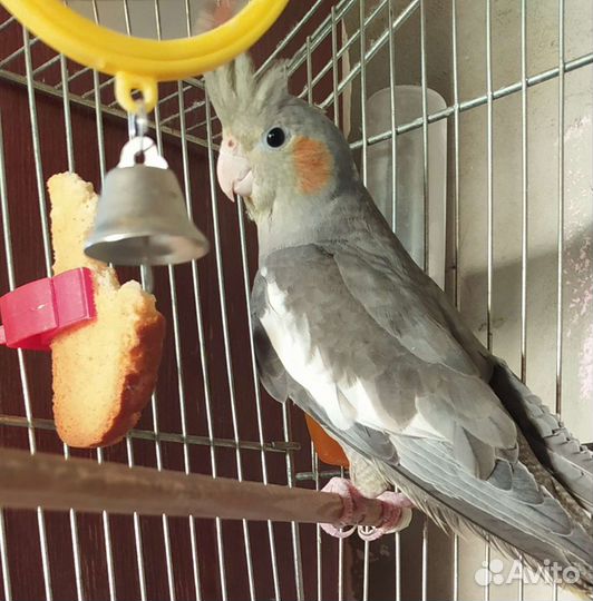 Передержка - зоогостиница