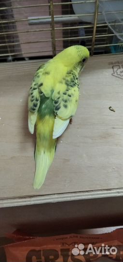 Птенцы волнистый попугай