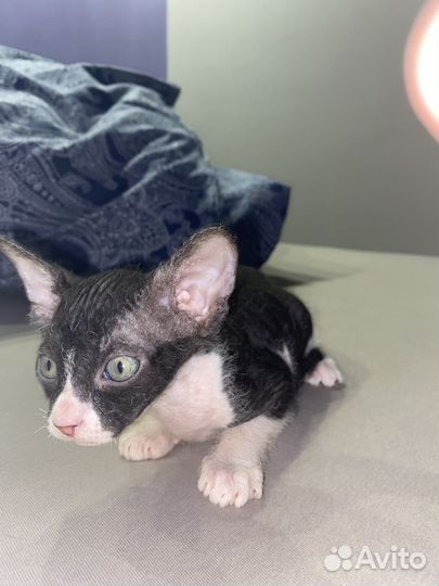 Котята сфинксы