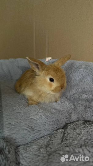 Декоративный кролик минилоп породы баран