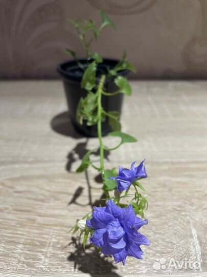 Кампанула жених и невеста