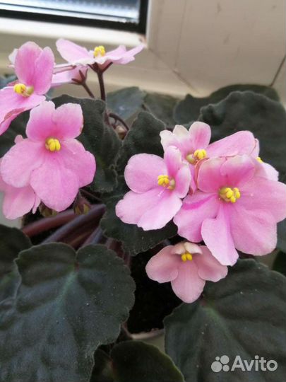 Фиалка, симполия