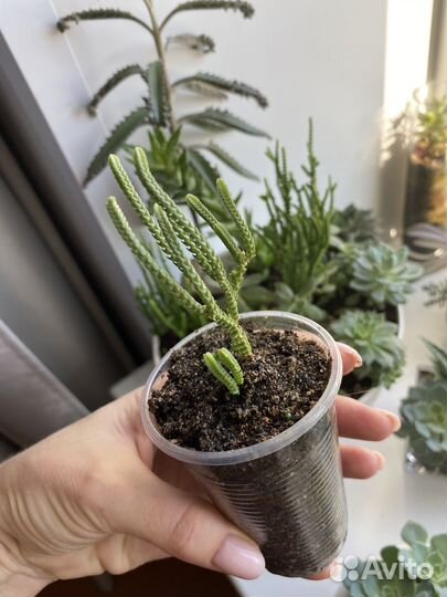 Суккуленты, эхеверия, крассула