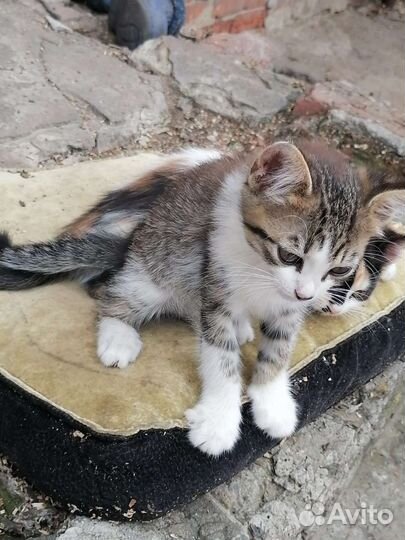 Кошки в добрые руки бесплатно