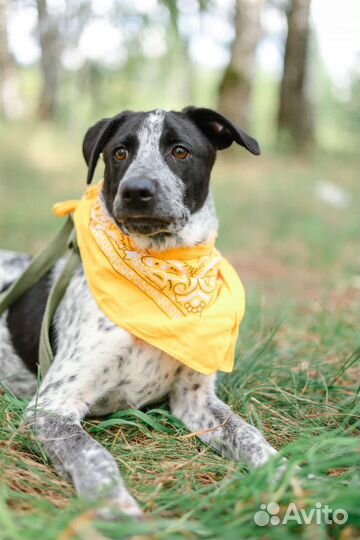 Щенок из приюта