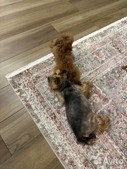 Передержка собак в домашних условиях