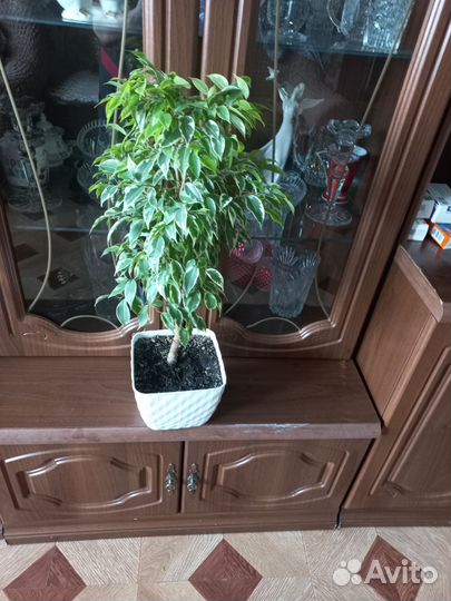 Продам цветы фикус