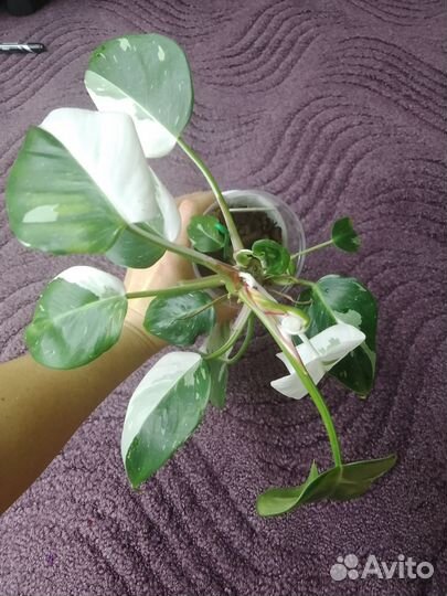 Филодендрон белая принцесса