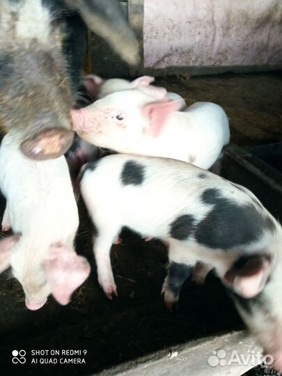 Поросенок ландрас