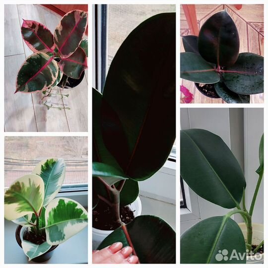 Фикусы сортовые