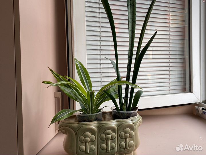 Комнатные цветы