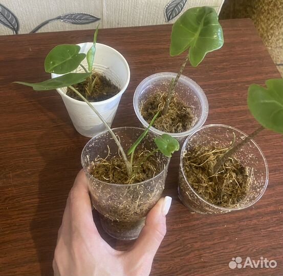 Алоказия