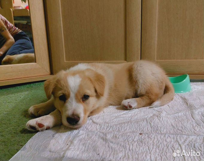 Щенок мальчик В добрые руки