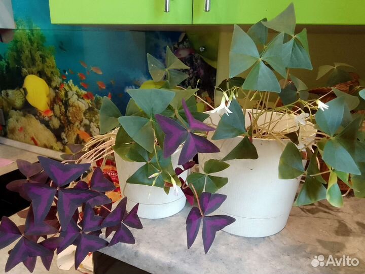 Оксалис (кислица зелёная и фиолетовая)